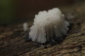 Attēlu rezultāti vaicājumam “Stemonitis axifera”