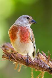 Attēlu rezultāti vaicājumam “Carduelis cannabina male”