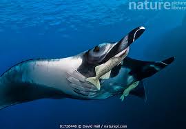 Image result for Mobula birostris
