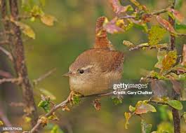 Attēlu rezultāti vaicājumam “Troglodytes troglodytes”