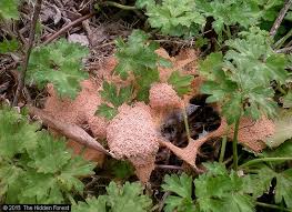 Attēlu rezultāti vaicājumam “Fuligo laevis spores”