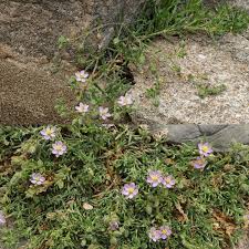 Attēlu rezultāti vaicājumam “Spergularia rubra flower”