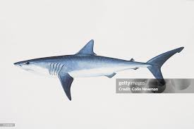 Image result for Isurus oxyrinchus