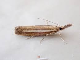 Attēlu rezultāti vaicājumam “Agriphila selasella”