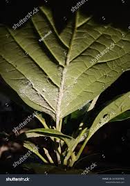 Attēlu rezultāti vaicājumam “Psylla alni nymph”