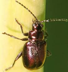 Attēlu rezultāti vaicājumam “Altica sp.”