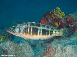 Image result for Serranus atricauda