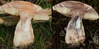 Attēlu rezultāti vaicājumam “Leccinum aurantiacum”