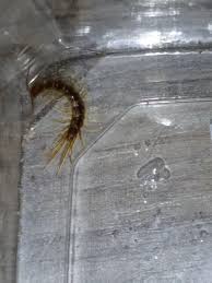 Attēlu rezultāti vaicājumam “Lithobius forficatus”