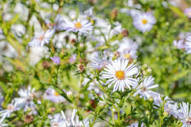 Image result for Aster lanceolatus