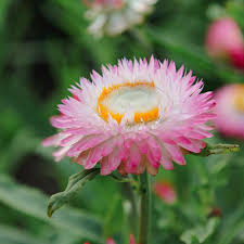 Image result for Helichrysum bracteatum