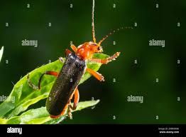 Attēlu rezultāti vaicājumam “Cantharidae”