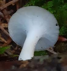 Attēlu rezultāti vaicājumam “Polyporus tuberaster”