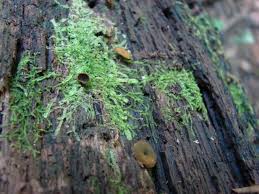 Attēlu rezultāti vaicājumam “Chlorencoelia versiformis”