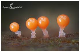 Attēlu rezultāti vaicājumam “Hemitrichia decipiens young”