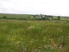 Some pretty wild-flowers in the field. - via Daymix