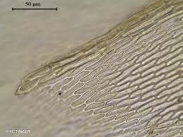 Attēlu rezultāti vaicājumam “Oxyrrhynchium hians var. rigidum macro”