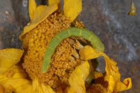 Attēlu rezultāti vaicājumam “Eupithecia centaureata”