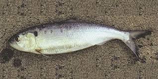 Image result for Alosa alosa