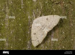 Attēlu rezultāti vaicājumam “Cyclophora albipunctata”