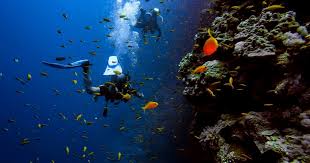 Image result for Canary Divers