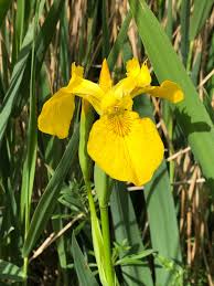 Attēlu rezultāti vaicājumam “Iris pseudacorus”