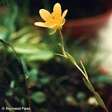 Attēlu rezultāti vaicājumam “Saxifraga hirculus”