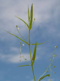 Attēlu rezultāti vaicājumam “Veronica scutellata”