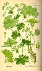 Attēlu rezultāti vaicājumam “Alchemilla vulgaris aggr. bud”