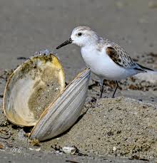 Attēlu rezultāti vaicājumam “Calidris”