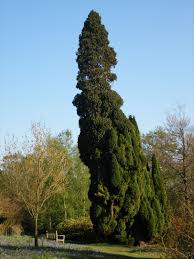 Attēlu rezultāti vaicājumam “Chamaecyparis lawsoniana”