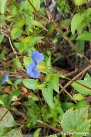 Attēlu rezultāti vaicājumam “Commelinaceae”