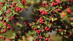 Attēlu rezultāti vaicājumam “Cotoneaster divaricatus”