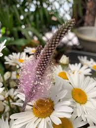 Attēlu rezultāti vaicājumam “Plantago media leaf”