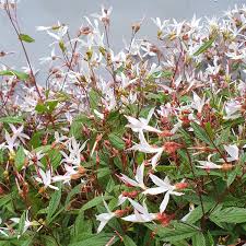 Attēlu rezultāti vaicājumam “Gillenia trifoliata flower”