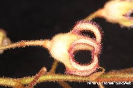 Attēlu rezultāti vaicājumam “Cribraria rubiginosa stalked”