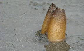 Image result for geoduck