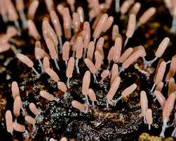 Attēlu rezultāti vaicājumam “Stemonitopsis typhina”