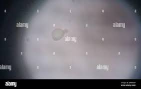 Attēlu rezultāti vaicājumam “Byssocorticium atrovirens”