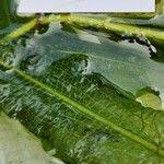 Attēlu rezultāti vaicājumam “Potamogeton lucens leaf”