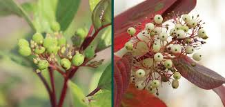 Attēlu rezultāti vaicājumam “Cornus sericea fruit”