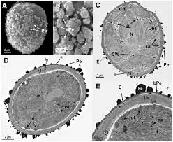 Attēlu rezultāti vaicājumam “Orthotrichum speciosum sporophyte”