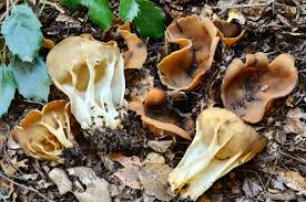 Attēlu rezultāti vaicājumam “Helvella acetabulum”