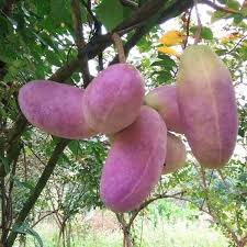Attēlu rezultāti vaicājumam “Cinna latifolia fruit”