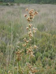 Attēlu rezultāti vaicājumam “Cladium mariscus flower”
