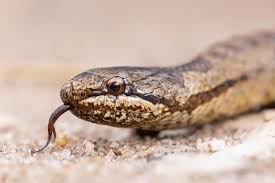 Attēlu rezultāti vaicājumam “Coronella austriaca adult”