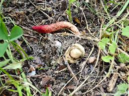 Attēlu rezultāti vaicājumam “Mutinus ravenelii”