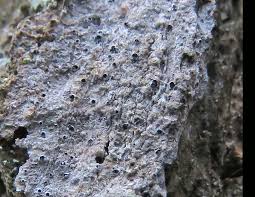 Attēlu rezultāti vaicājumam “Arthonia byssacea”