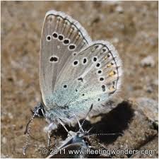 Attēlu rezultāti vaicājumam “Eumedonia eumedon”