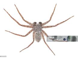 Attēlu rezultāti vaicājumam “Philodromidae”